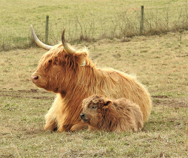 True Cost of a Miniature Highland Cow