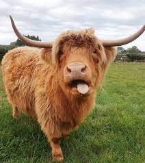 How Much Does It Cost to Feed a Miniature Highland Cow?