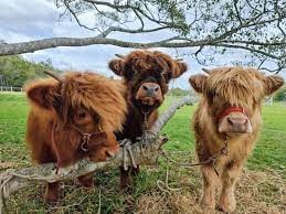 Introduction: Why Choosing the Right Mini Highland Cow Breeder Matters