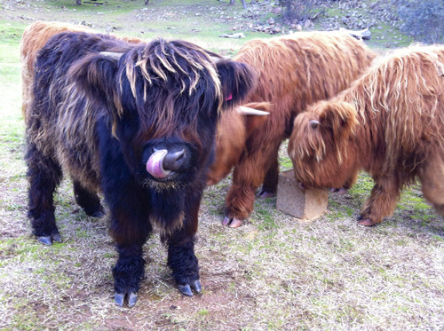 What Are Miniature Highland Cows?