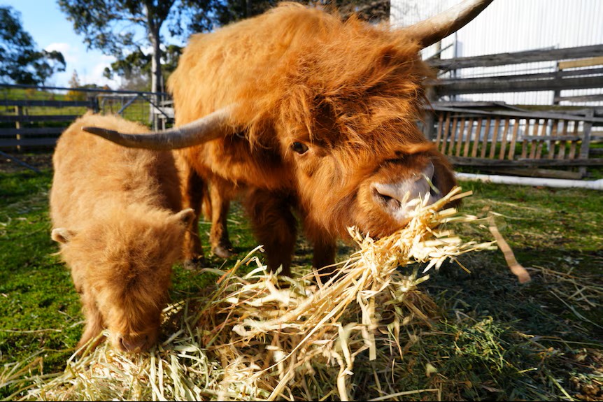 Common Mistakes Buyers Should Avoid