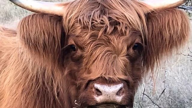 Land, Fencing, Feed, and Shelter Are You Actually Ready?