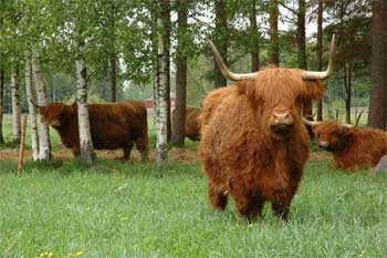 What Determines the Price of a Miniature Highland Cow?