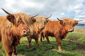 Is a Miniature Highland Cow Worth the Cost?