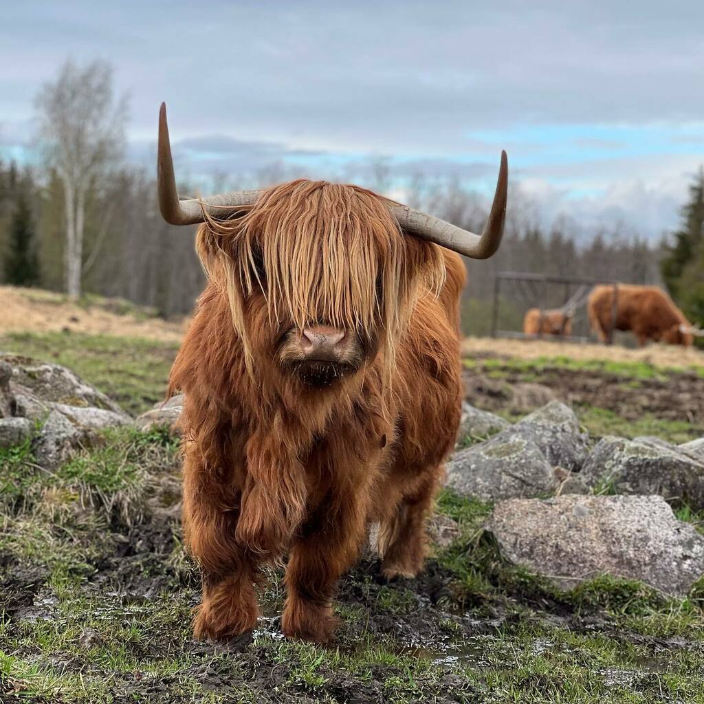 What Is a Mini Highland Cow?