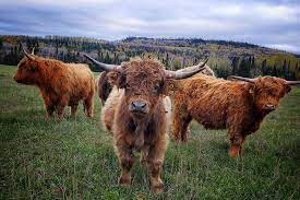 How Diet Affects Longevity