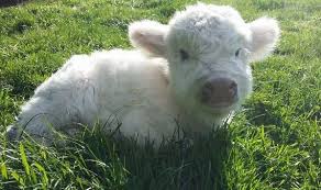 Plants and Foods That Are Toxic to Mini Highland Cows