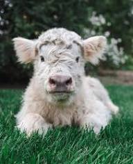 Miniature Highland Cow Nutrition and Diet Guide Tips
