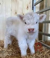 What Is the Cow’s Current Health Status?