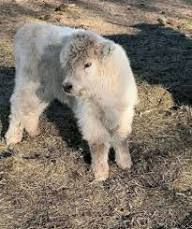 Why Asking the Right Questions Matters Before Buying a Mini Highland Cow