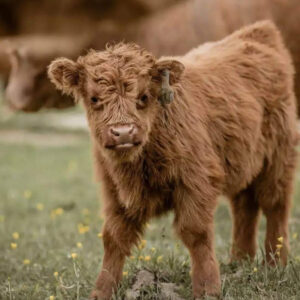 Basic Immunology for Cattle Owners: