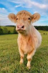 Leptospirosis Vaccine Core for Breeding Herds and Zoonotic Risk