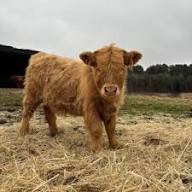 Working With Your Large Animal Veterinarian on a Herd Health Plan