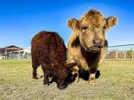 Environmental Enrichment Keeping Mini Highlands Mentally and Physically Stimulated