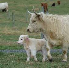 Building a Practical Vaccination Schedule for Your Mini Highland Herd