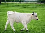 Foot and Hoof Problems The Condition That Sneaks Up Slowly
