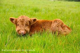 Common Health Issues in Miniature Highland Cow Care Guide: What Every Owner Needs to Know