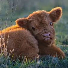 Essential Vaccines for Miniature Highland Cow Care: The Complete Immunization Guide Every Owner Needs