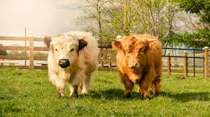 Miniature Highland Cow Exercise Needs and Activity Guide
