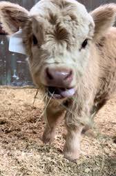 Reproductive Health Issues in Mini Highland Cows